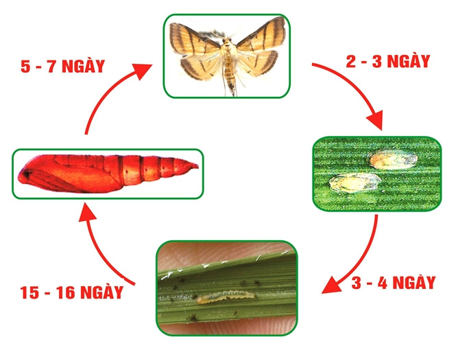 Phòng trừ Sâu cuốn lá lúa